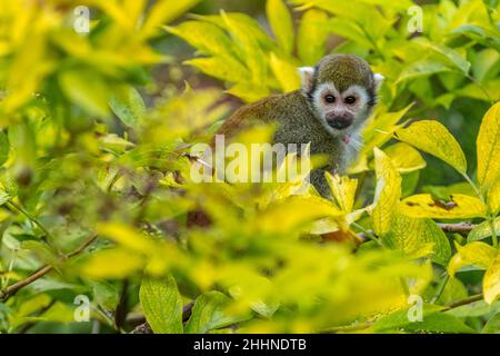 Eichhörnchen Affen in der Spitze eines Baumes Stockfoto