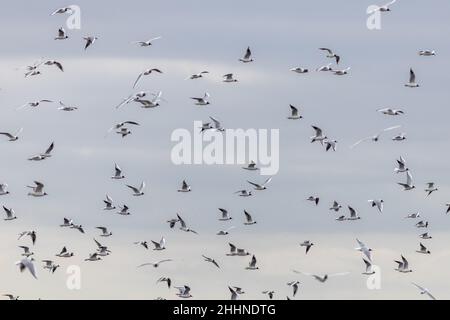 Schwarm schwarzer Möwen im Flug Stockfoto