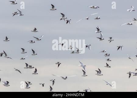 Schwarm schwarzer Möwen im Flug Stockfoto