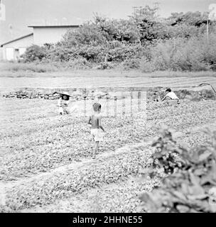 Lokale chinesische Familie, die Gemüse in den New Territories anpflanzt Hongkong 1966 1967 Stockfoto