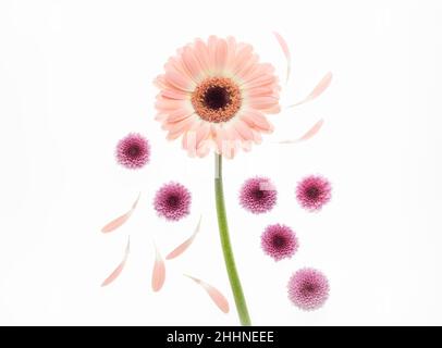 Rosa Gerbera und Mini Chrysanthemen auf weißem Hintergrund Stockfoto