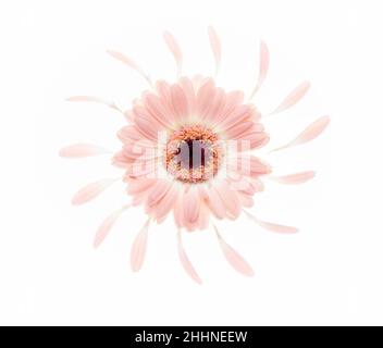 Einzelne rosa Gerbera, umgeben von Blütenblättern Stockfoto