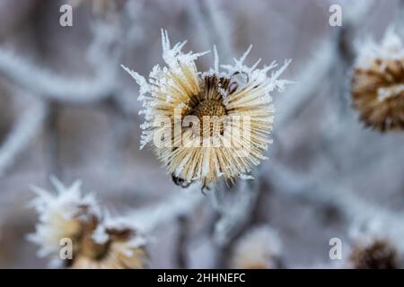 Ausgetrocknete Blumen, bedeckt mit stacheligen Eisfrost-Nahaufnahme im Winter. Stockfoto