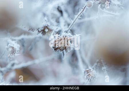 Ausgetrocknete Blumen, bedeckt mit stacheligen Eisfrost-Nahaufnahme im Winter. Stockfoto