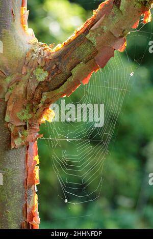 Spinnennetz in einem Paperbark-Ahornbaum im Herbst. Web von Araneus diadematus auf Acer griseum. VEREINIGTES KÖNIGREICH Stockfoto