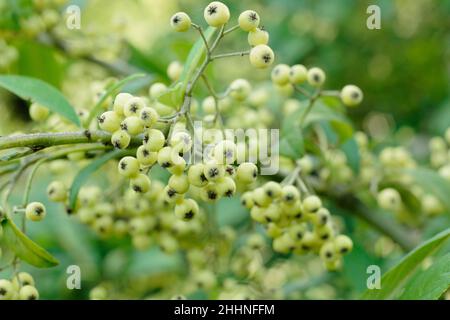 Cotoneaster Rothschildianus. Gelb-grüne Beeren des Cotoneasters Rothschildianus im Herbst. VEREINIGTES KÖNIGREICH Stockfoto