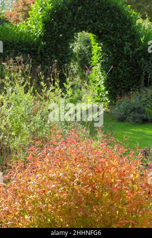 Gillenia trifoliata.Herbstausdauerndes Bett, das von feurigen Blättern der Gillenia trifoliata (Bowmanwurzel) dominiert wird, blickt auf einen natürlichen Bogengang in einer Gartenhecke Stockfoto