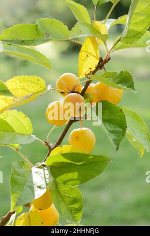 Malus × zumi 'Golden Hornet' Krabbenäpfel im Herbst.Großbritannien Stockfoto