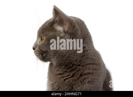 Graue britische Katze auf der weißen Stockfoto