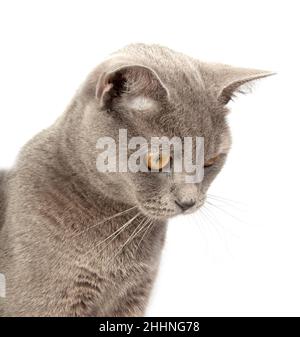 Graue britische Katze auf der weißen Stockfoto