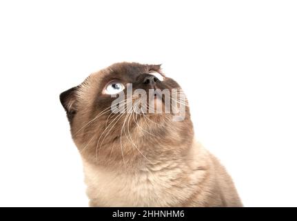 Scotish braune Falte Katze auf der weißen Stockfoto
