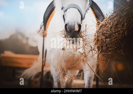 Ein schönes weißes Pferd frisst trockenes Heu an einem klaren Tag auf einem Bauernhof. Agrarindustrie. Vieh. Pferdesport. Stockfoto