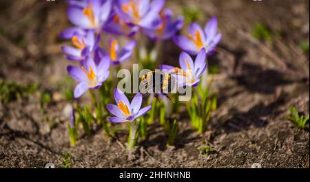 Eine Hummel sammelt Pollen in einer blühenden Frühlingskrokusblüte Stockfoto