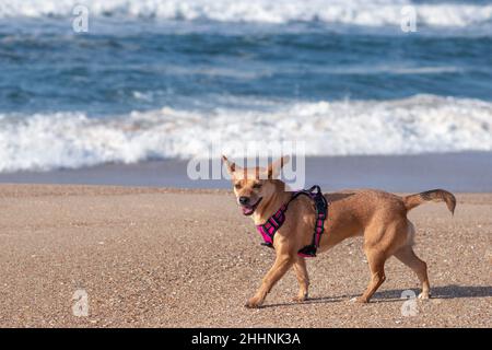 Eine fröhliche Mischlingshündin in einem rosa Geschirr, die am Strand entlang auf dem Sand läuft und die Wellen im Hintergrund verschwommen sind. Smiley Dog Stockfoto