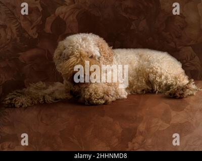 Lagotto Romagnolo Hund, Studioportrait Stockfoto