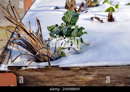 Gemüse in einer Holzkiste für den Mikrogarten im Winter. Stockfoto