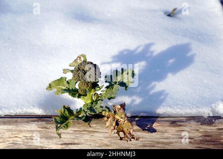 Kleine Brokkoli-Pflanze in einer Holzkiste für den Mikrogarten im Winter. Schnee liegt im Hintergrund und bietet Platz für Kopien. Stockfoto