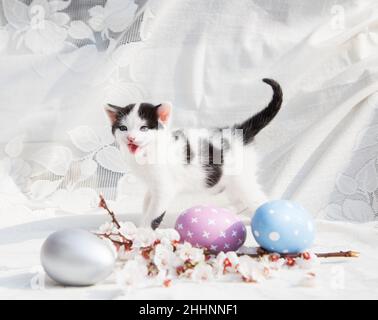 Neugierige süße schwarz-weiße Kätzchen, blühender Frühlingszweig, bemalte Eier auf einem hellen Hintergrund. Vorbereitung auf Ostern. Selektiver Fokus. Lieblingstier Stockfoto