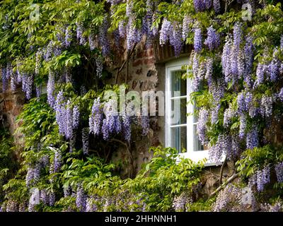 Wistaria, Wisteria sinensis Stockfoto