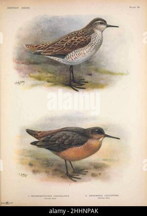 1. Der Weihnachtssandpiper oder Kiritimati-Sandpiper (Prosofonia cancellata) war ein kleiner Seeufer. In der ersten Hälfte des 19th. Jahrhunderts wurde sie ausgestorben. Es war endemisch auf der Weihnachtsinsel (jetzt auch Kiritimati), seit 1919 Teil von Kiribati. Es ist ausschließlich aus einer einzigen zeitgenössischen Illustration (von William Wade Ellis) und einer Beschreibung von William Anderson bekannt, die beide während der dritten Umrundungsreise unter der Führung von Captain James Cook gemacht wurden, die das Atoll der Weihnachtsinsel zwischen dem 24. Dezember 1777 und dem 2. Januar 1778 2 besuchte. Der Tahiti-Sandpiper oder der Tahitian-Sandpiper (Pro Stockfoto