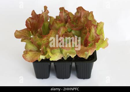 Salat, salanova-Sämlinge in einem Topf isoliert auf weißem Hintergrund. Bio-Garten, Pflanzen in Kunststoffzellen. Speicherplatz kopieren Stockfoto