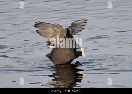 Eurasischer Ruß flatscht mit den Flügeln Stockfoto