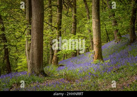 Bluebells (Hyacinthoides non-scripta) Hardcastle Crags ist ein bewaldeter Pennine Valley in West Yorkshire, England. Stockfoto