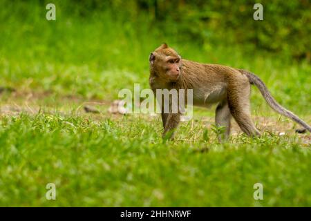 Ein wilder Affe, der aufgrund des Ausbruchs den Berg hinunter kam, geht auf dem Grasfeld, um nach Futter-, Natur- und Wildtierkonzepten zu suchen Stockfoto