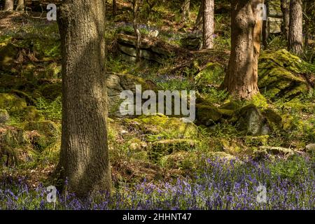 Bluebells (Hyacinthoides non-scripta) Hardcastle Crags ist ein bewaldeter Pennine Valley in West Yorkshire, England. Stockfoto