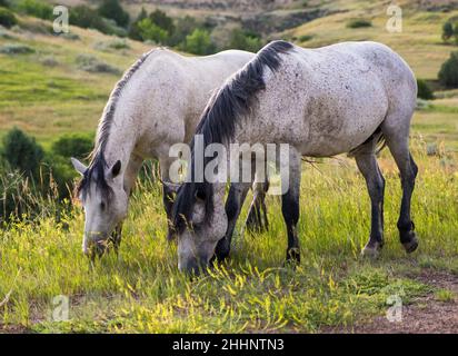 Wilde Pferde in den Badlands von North Dakota Stockfoto