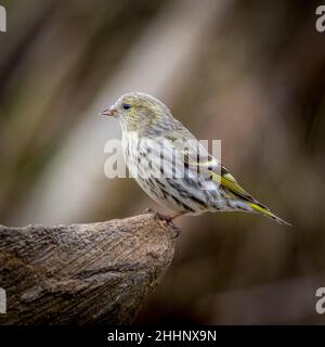 Eurasischer Siskin (Carduelis spinus) auf einem Baumstamm Stockfoto