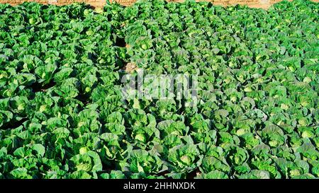 Grüne Kohlpflanzen Pflanzen in Reihe wachsen auf dem Feld. Blick auf den kultivierten Kohl, der im Garten wächst. Bio-Kohl bereit für die Ernte. Stockfoto