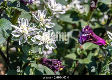die eruphorbia marginata 'snow on the Mountain' im Kloster Paleokastritsa auf der Insel Korfu Ionische Inseln Griechenland, Europa Stockfoto