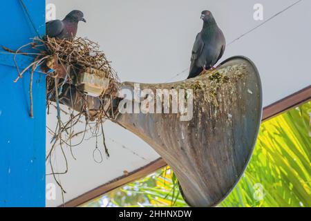 Tauben ein Nest gebaut und ruhen auf dem alten Horn Lautsprecher an das Gebäude Stange befestigt. Stockfoto