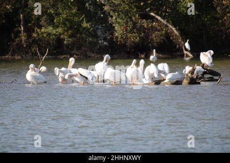 American White Pelicans, die sich im See ausruhen Stockfoto