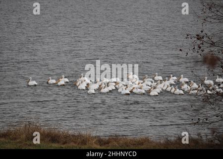 American White Pelicans am Old Hickory Lake Stockfoto