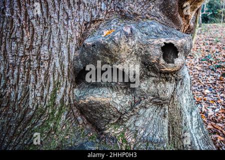 Nahaufnahme eines Baumes mit einem teuflisch dämonisch aussehenden Tiergesicht aus der Rinde, aufgenommen im Scadbury Park Nature Reserve, 29.. November 2021 Stockfoto