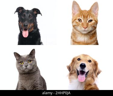 Gruppe von schönen Hunden vor einem weißen Hintergrund Stockfoto