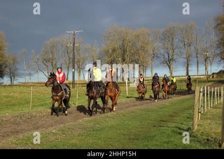 Nigel Twiston-Davies Streicherübung auf den Galopps in Naunton, Gloucestershire Stockfoto