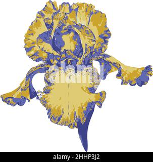 Vektor-Illustration der schönen Iris Blume. Handgezeichnete isolierte Blume. Stock Vektor