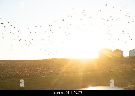Vogelschar, der im Winter im mittleren Westen über einem Maisfeld fliegt Stockfoto