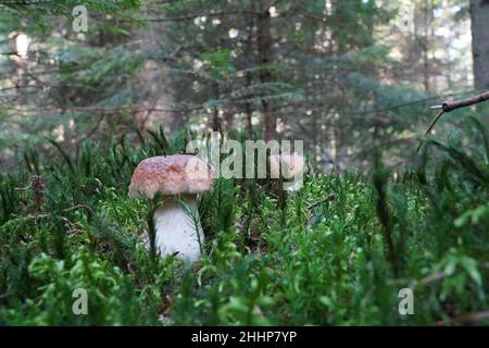 Boletus wächst im Wald. Nahaufnahme des Pilzes im Moos. Stockfoto