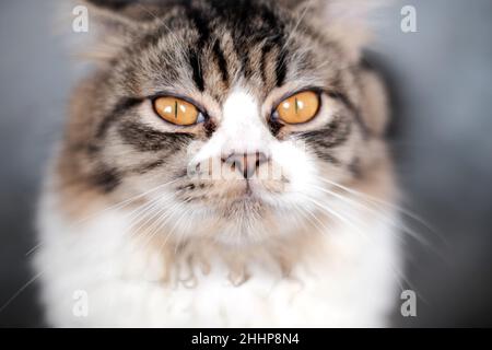 Gesichtsausdruck der Katze Stockfoto