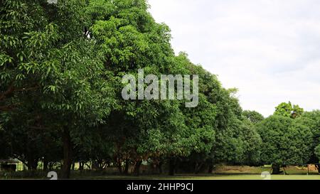 Phillipine Rural Scene - Garten mit Mangobäumen Stockfoto