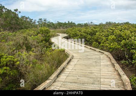 Die Promenade durch die Mangroven im Rhyll Inlet Feuchtgebiet auf Phillip Island, Victoria, Australien Stockfoto