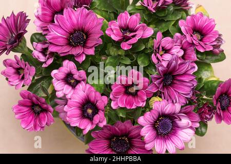 Blühende lila Osteospermum Blumen - Draufsicht. Schöne Osteospermum blüht aus der Nähe. Stockfoto