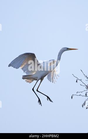Great (White) (Common) Egret (Ardea alba) Bowthorpe Norfolk GB Großbritannien Januar 2022 Stockfoto
