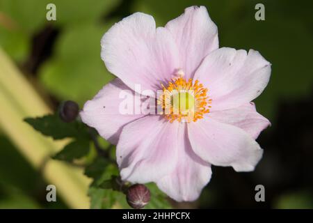Rosafarbene japanische Anemonblume, Anemone x Hybrida elegans, japanischer Tumblewed oder Windblume, Nahaufnahme mit Staubgefäßen Stockfoto