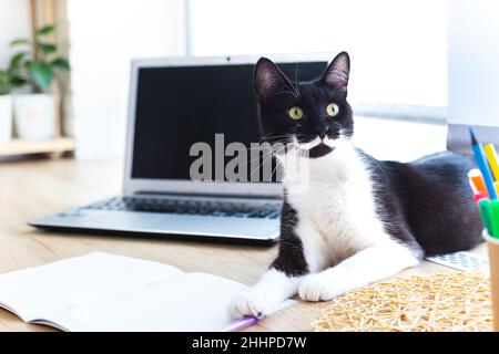 Verspielte schwarze Katze mit weißem Schnurrbart und Pfoten liegt am Fenster neben Laptop und Schreibutensilien auf dem Schreibtisch. CAT wird etwas schreiben Stockfoto