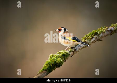 Europäischer Goldfink (Carduelis carduelis), schwarz-gelber singvögel auf dem schönen Flechtenbaum-Ast sitzend, tschechisch. Vogel in der Natur. Songbird in der Natu Stockfoto